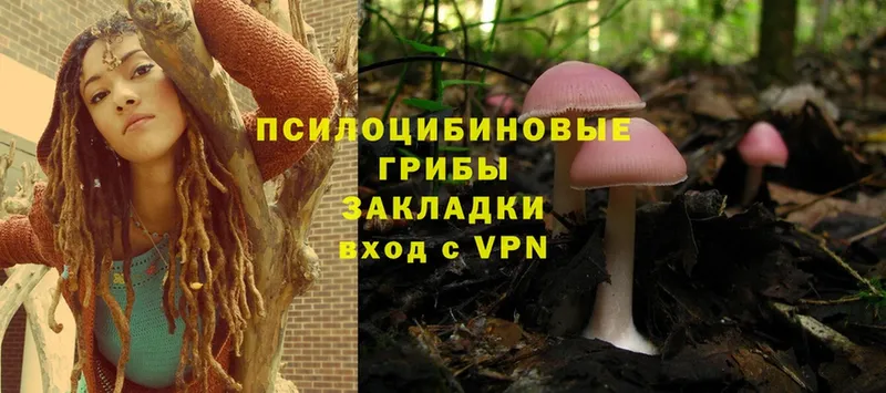 ссылка на мегу ONION  Елабуга  Псилоцибиновые грибы Psilocybe 